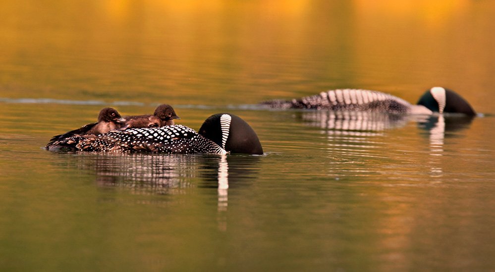 Loon chicks on the back of an adult swimming