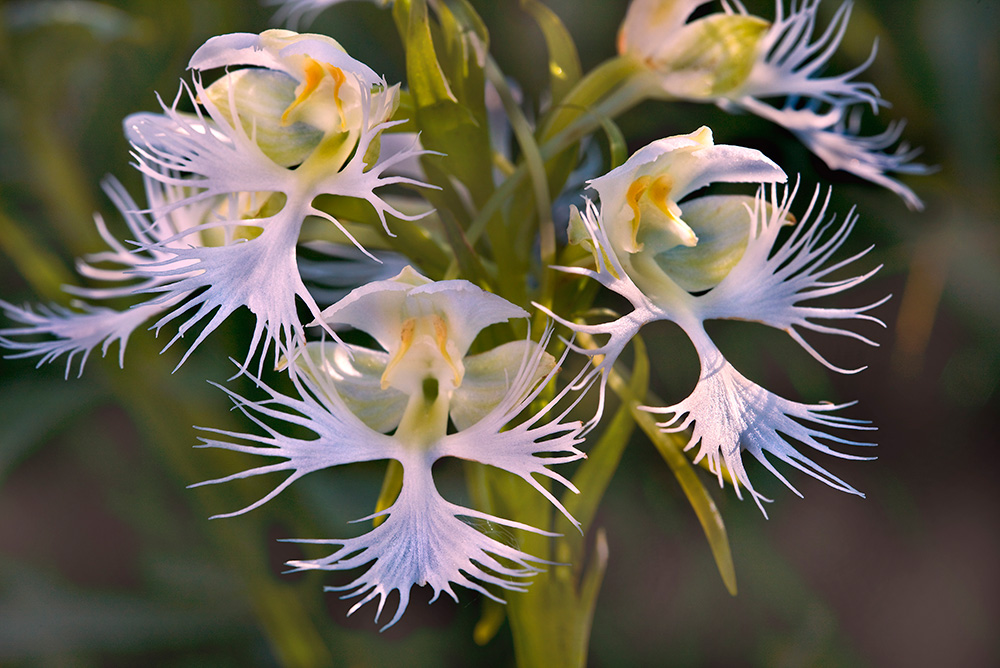 Rare western prairie fringed orchid