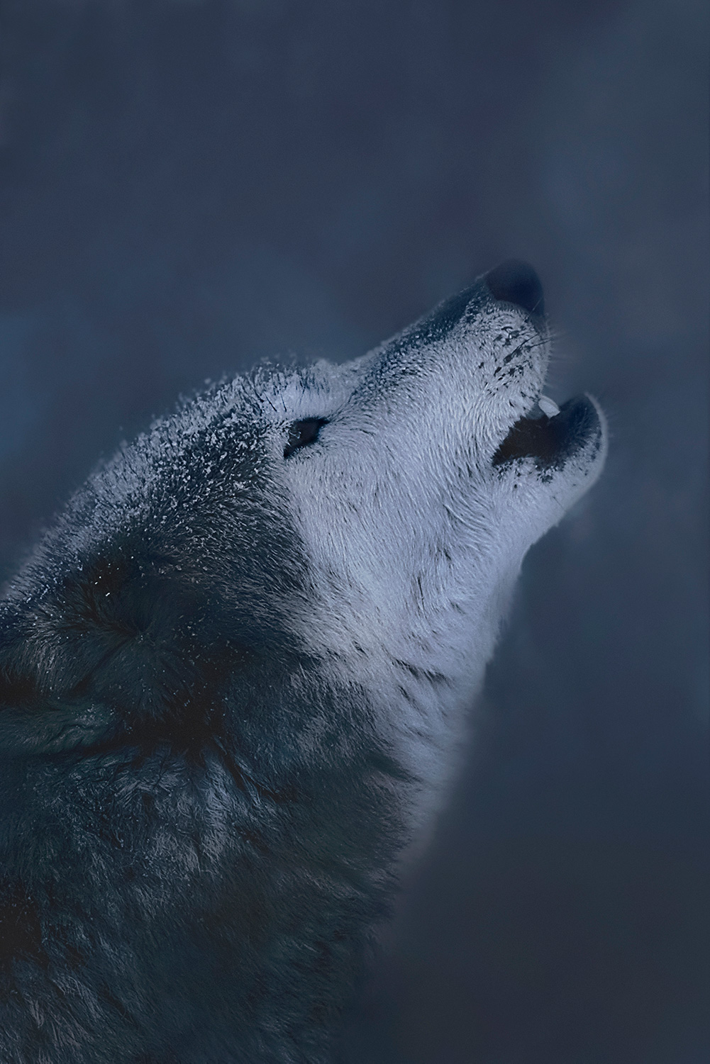 Adult wolf howling