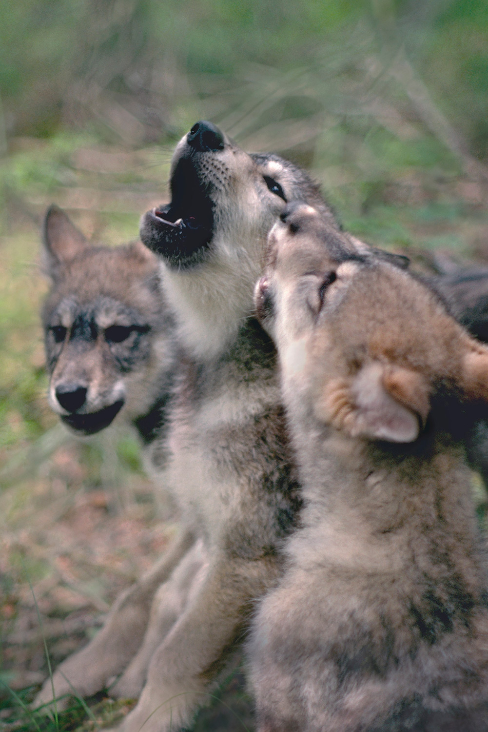 Wolf Pups Howling