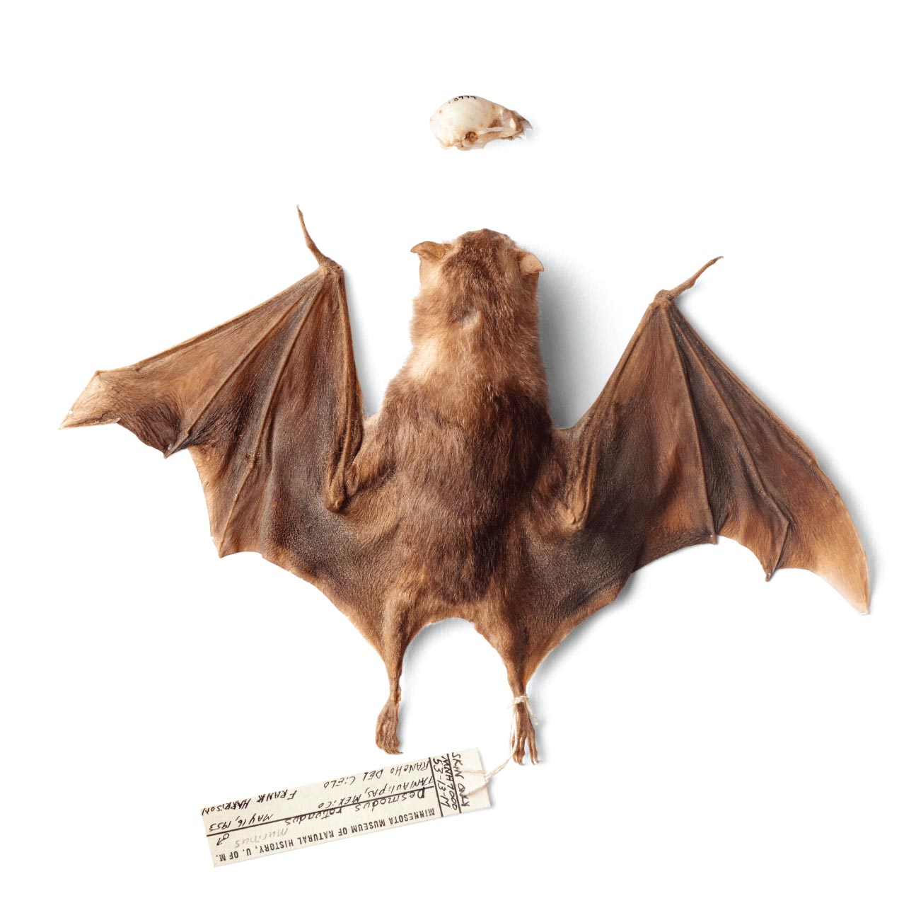 Vampire bat specimen