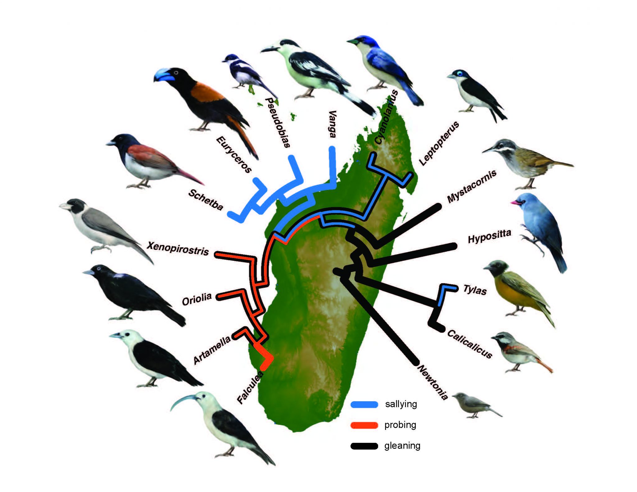 An infographic of bird species in Madagascar