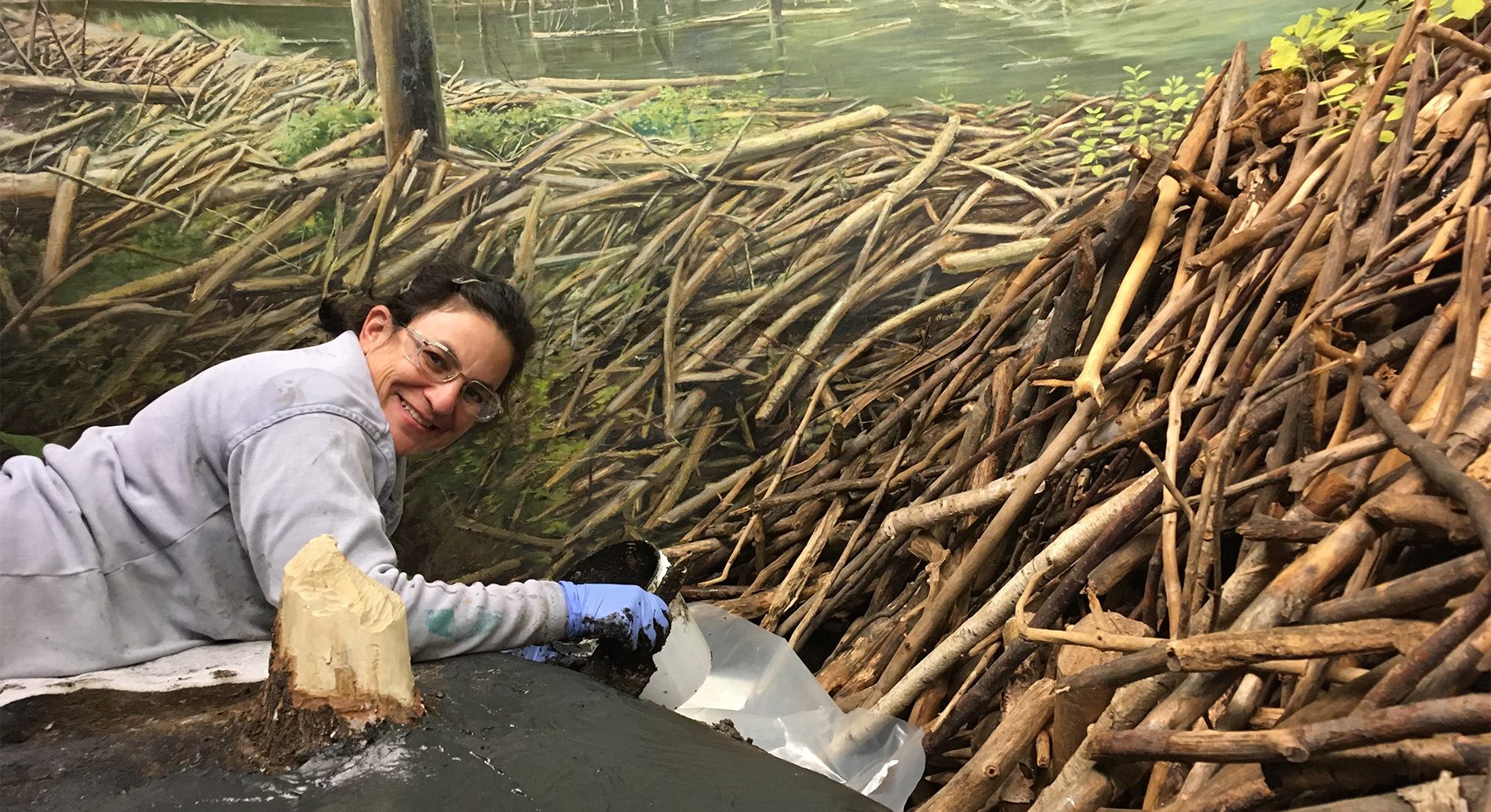 Bell member, Nancy Steifeld works on the beaver diorama restoration, prepping the foreground pieces.