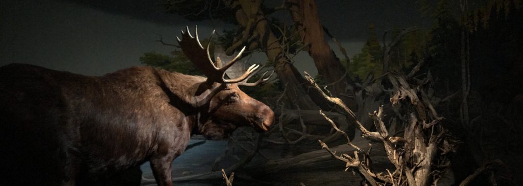 Moose diorama with minimal lighting, dark and shadowy.