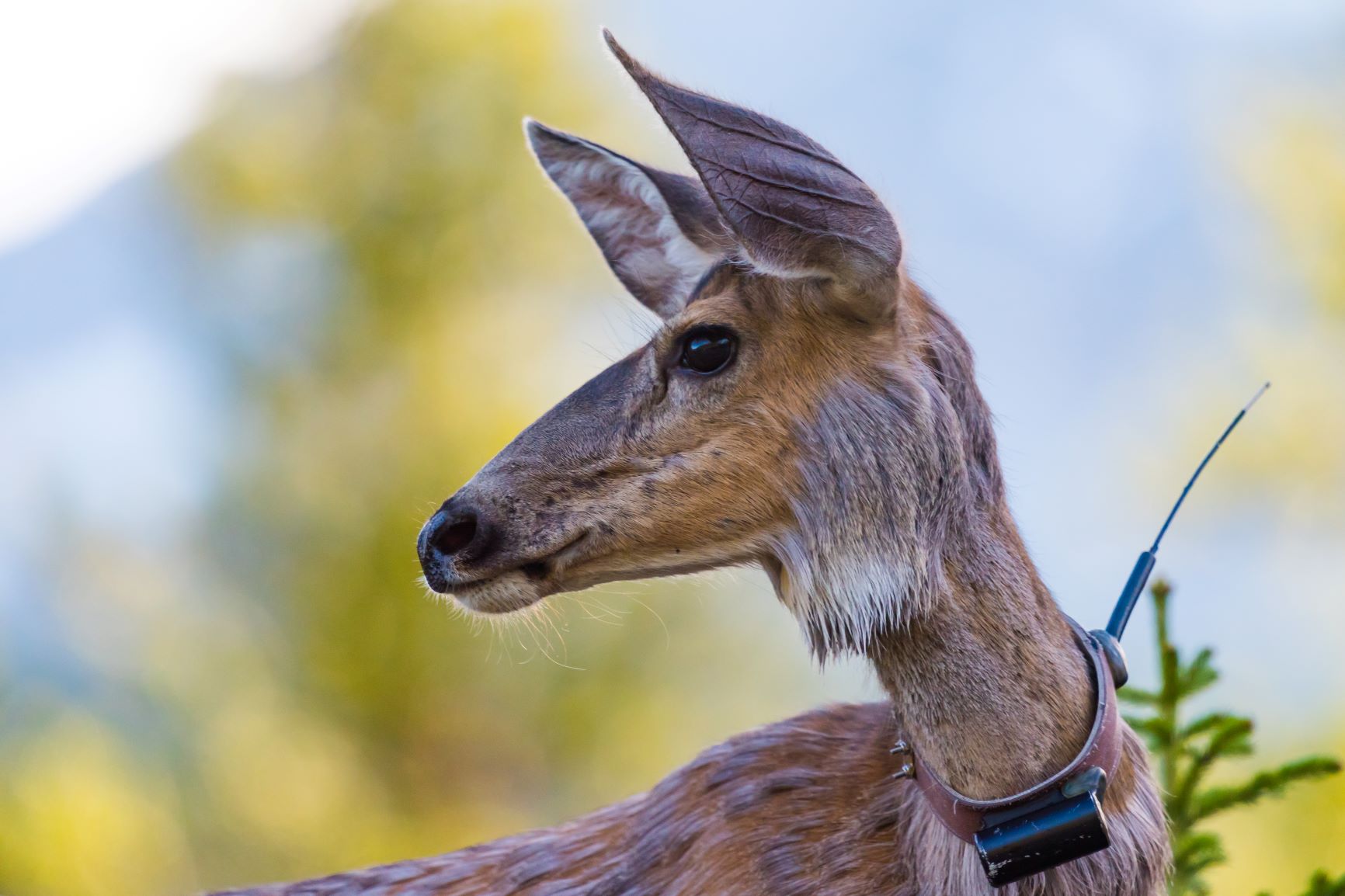 Deer wearing a radio collar for scientific research