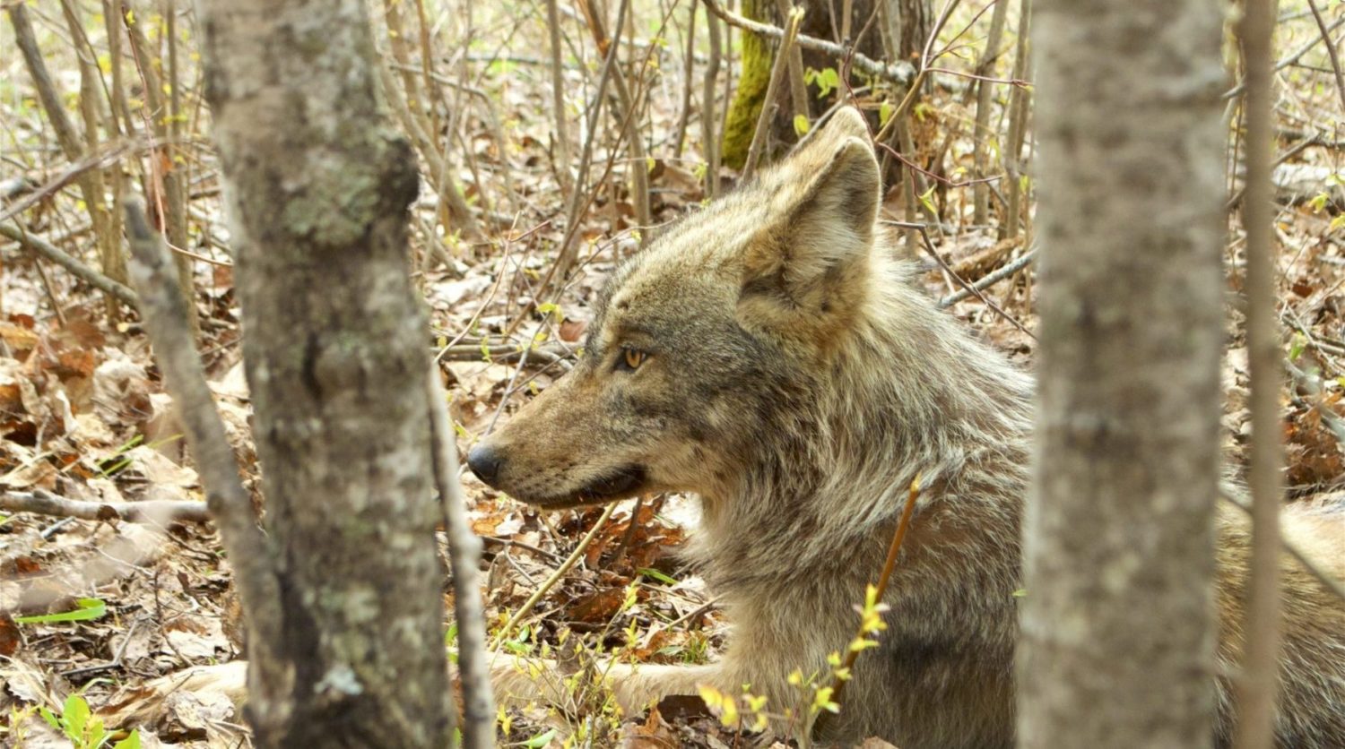Wolf in Voyageurs National Park