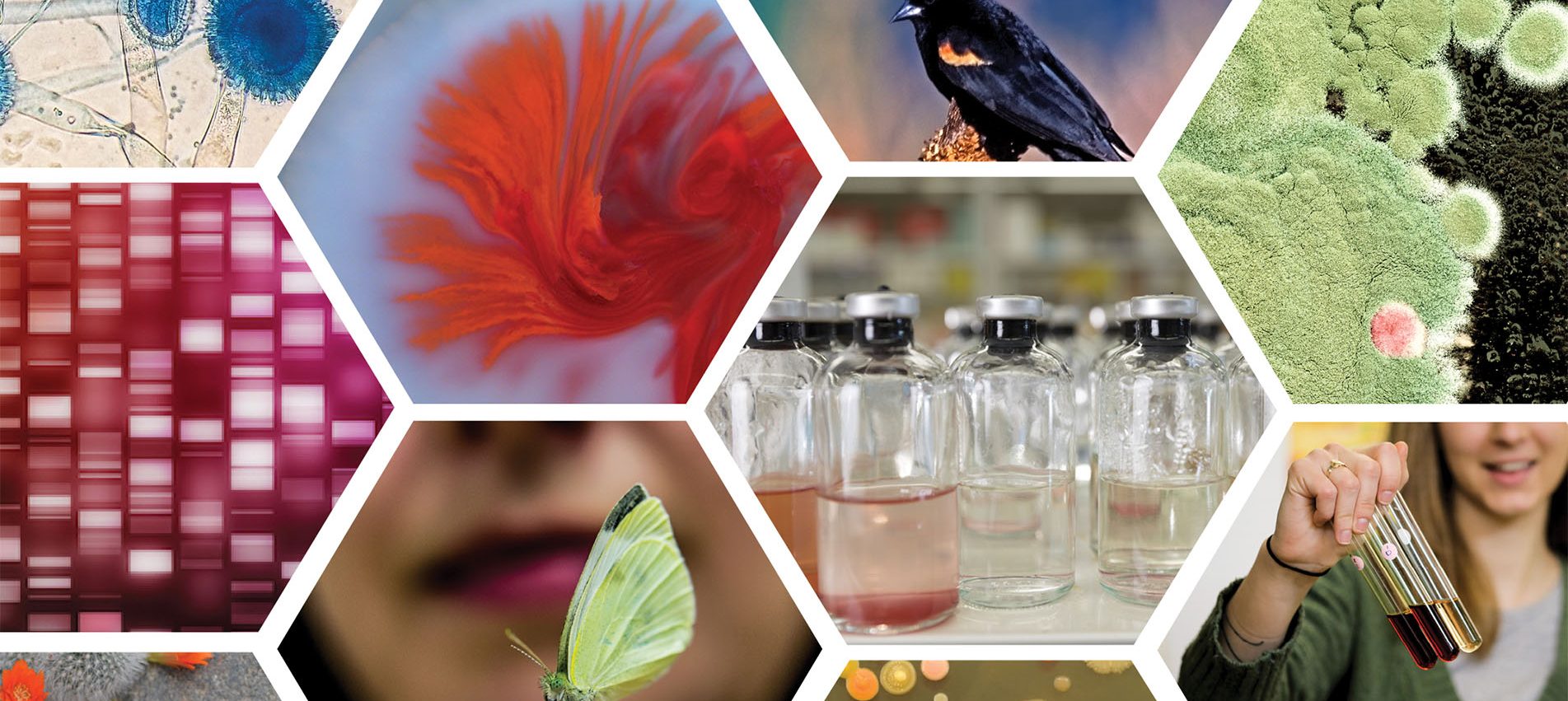 A collage of nature graphics: a butterfly, flowering cactus, fish, microbes in a petri dish