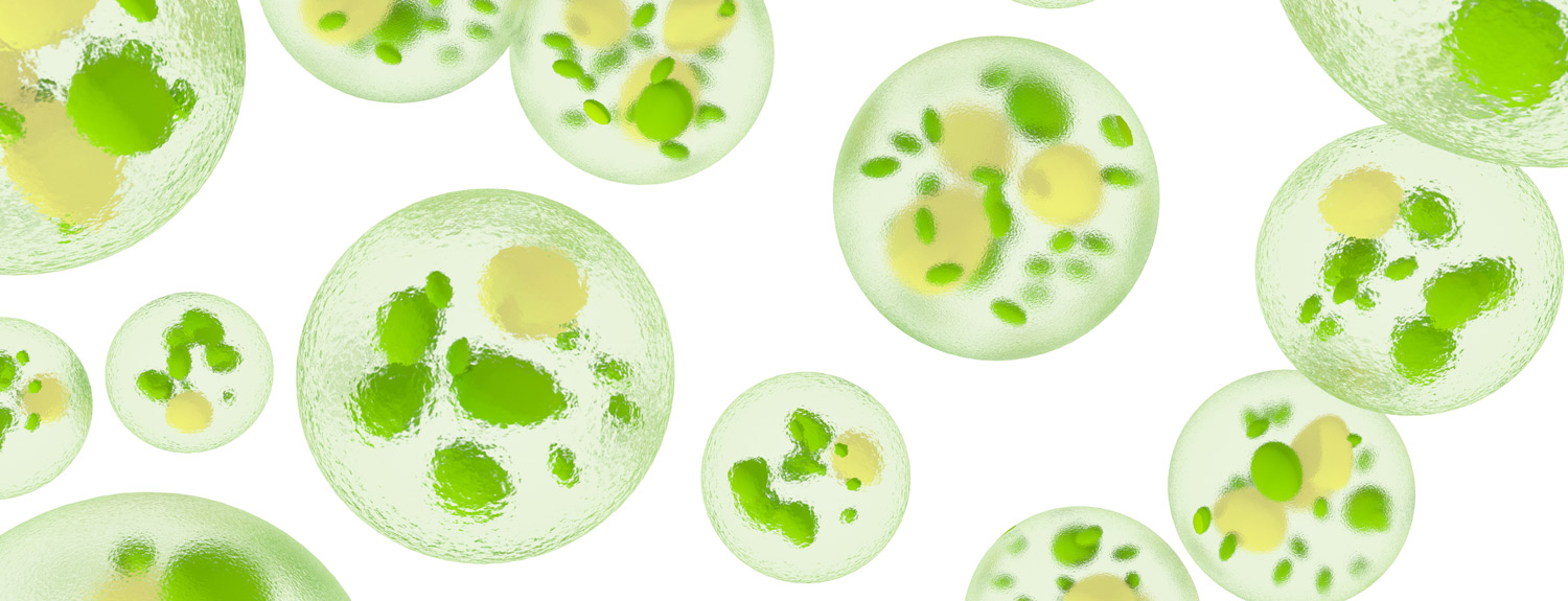 single-cell-algae