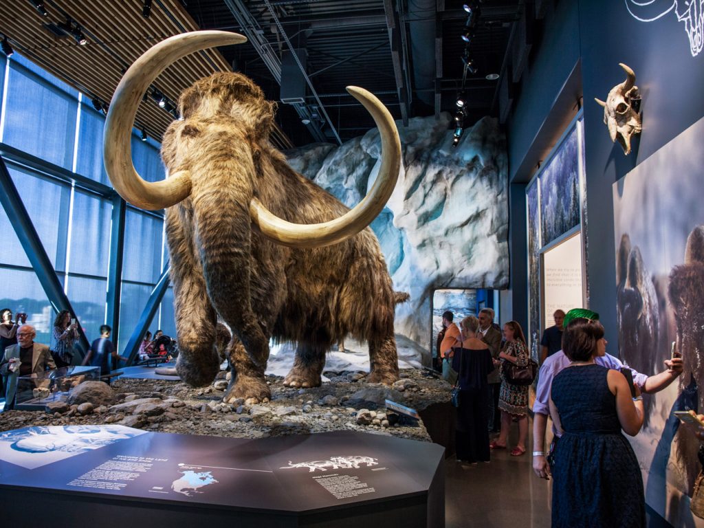 An artist's rendering of a full-size woolly mammoth in the Bell Museum's gallery