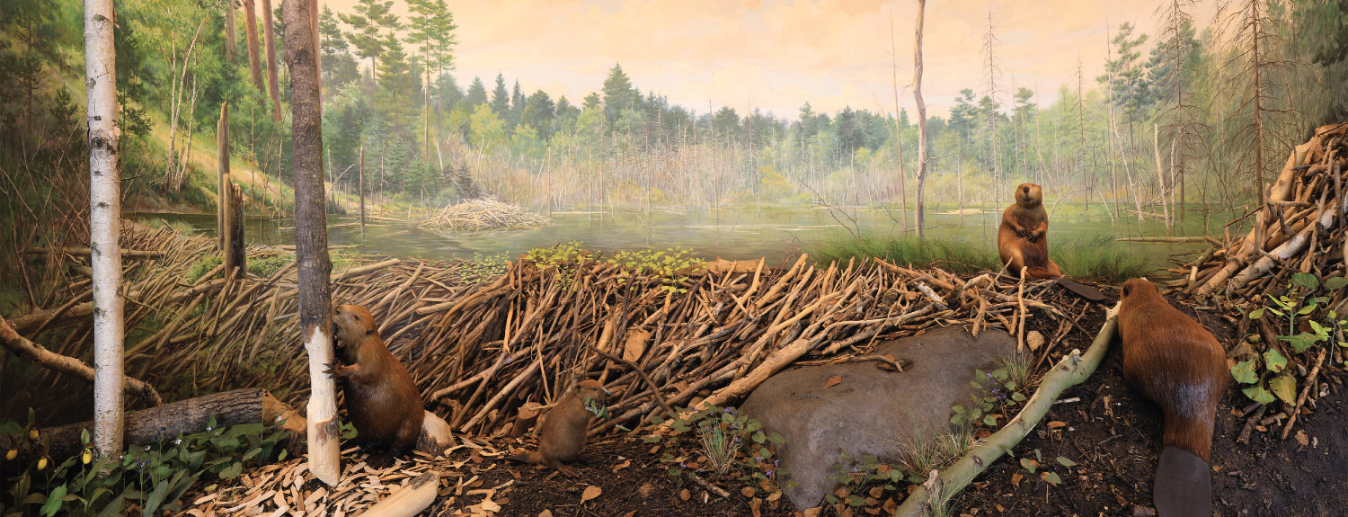 The restored version of the Beaver diorama