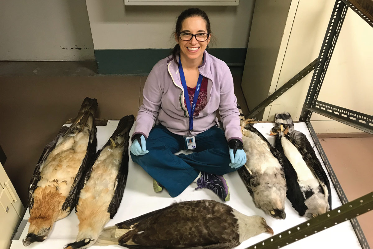 Student with prepared specimens of large raptors.