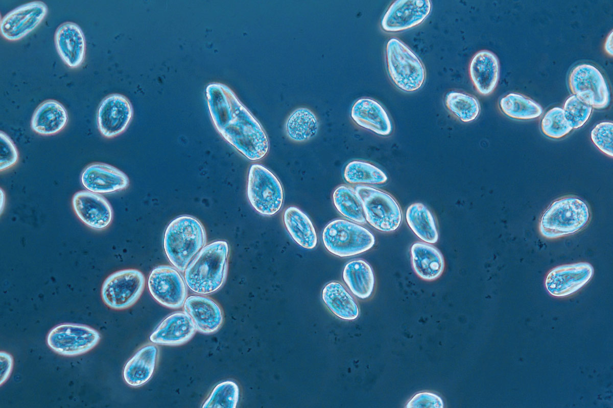 Microscope image of oblong-shaped tetrahymena