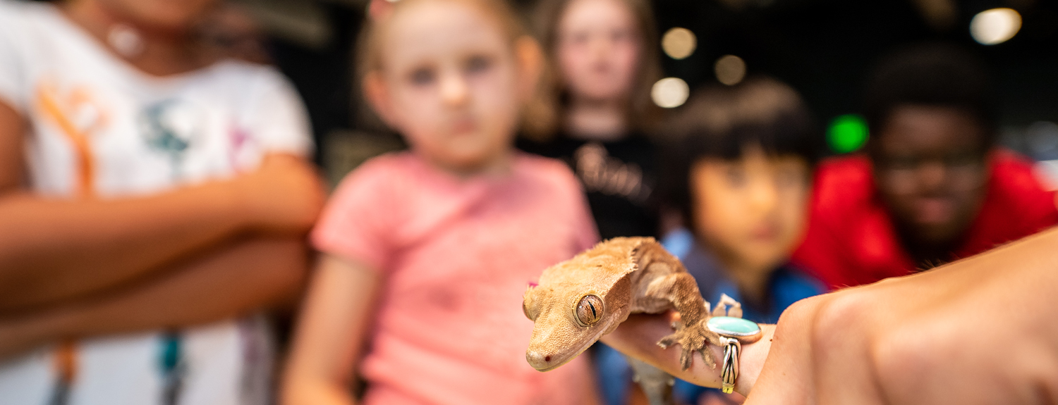 Kids look at a gecko that's perched on someone's finger