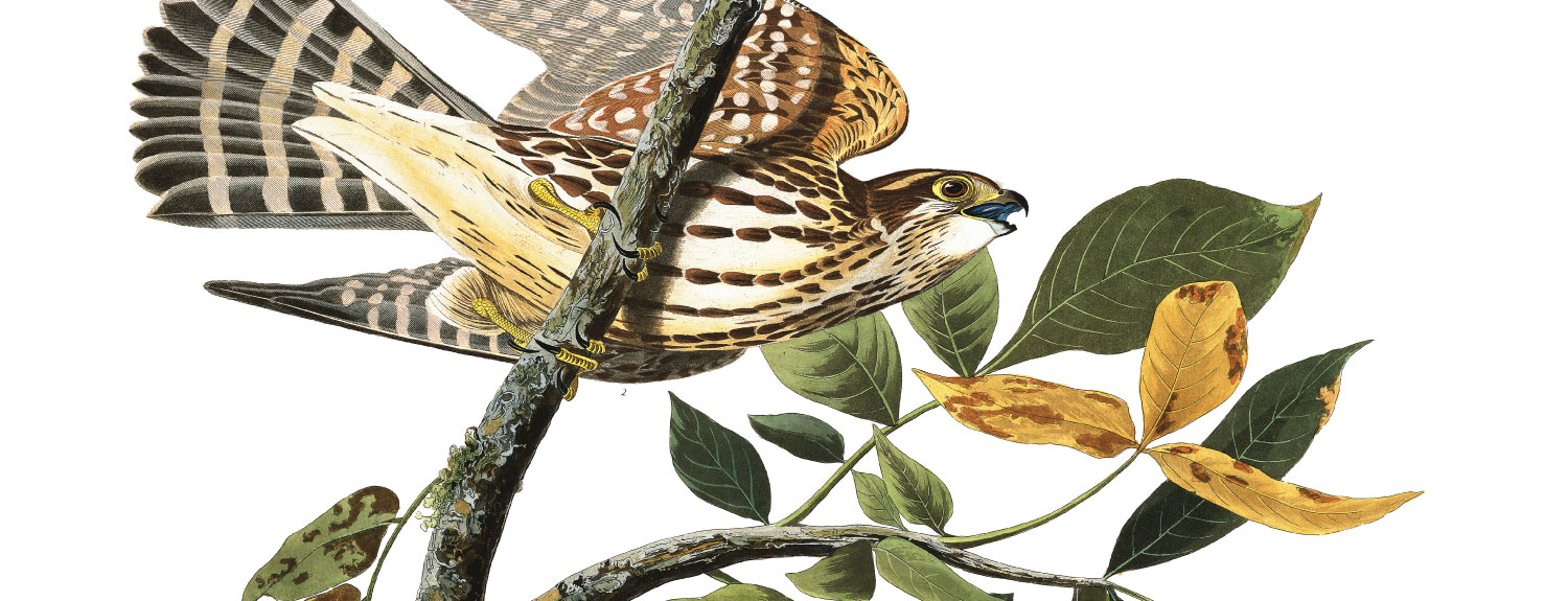 Audubon illustration of Merlin (aka Pigeon Hawk)