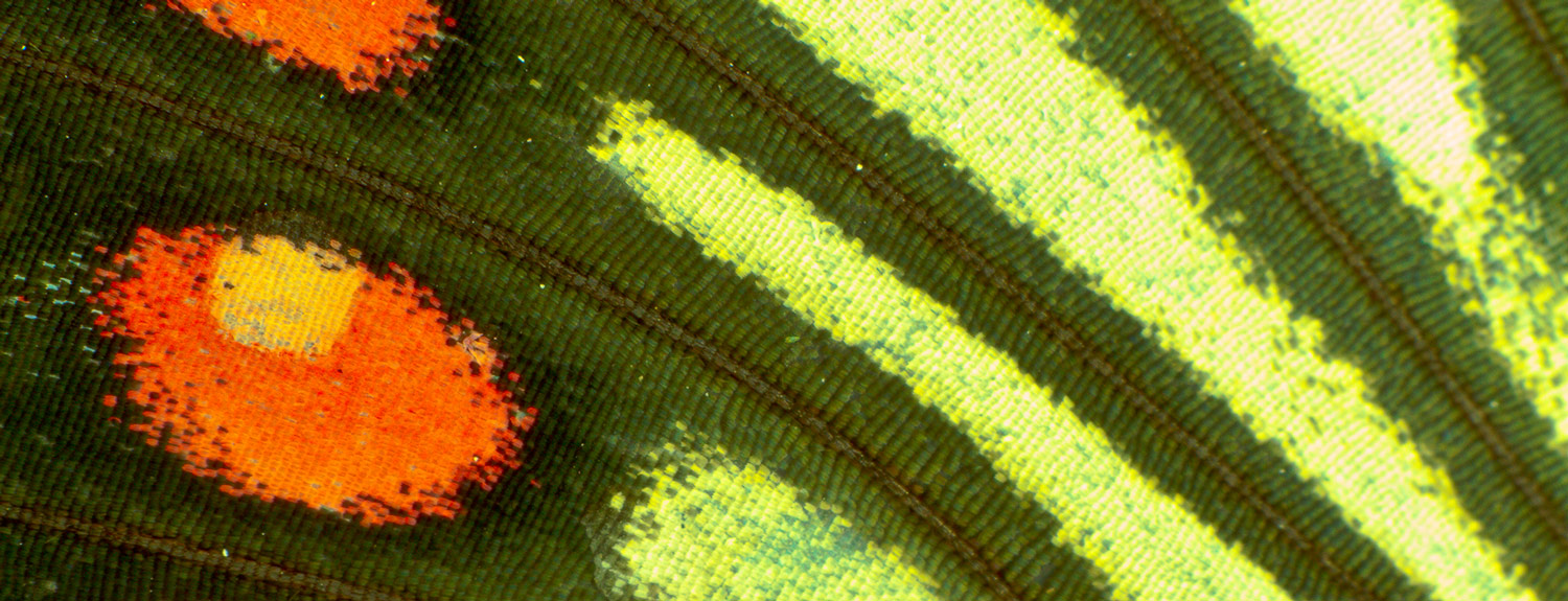 Closeup of green and orange butterfly wing