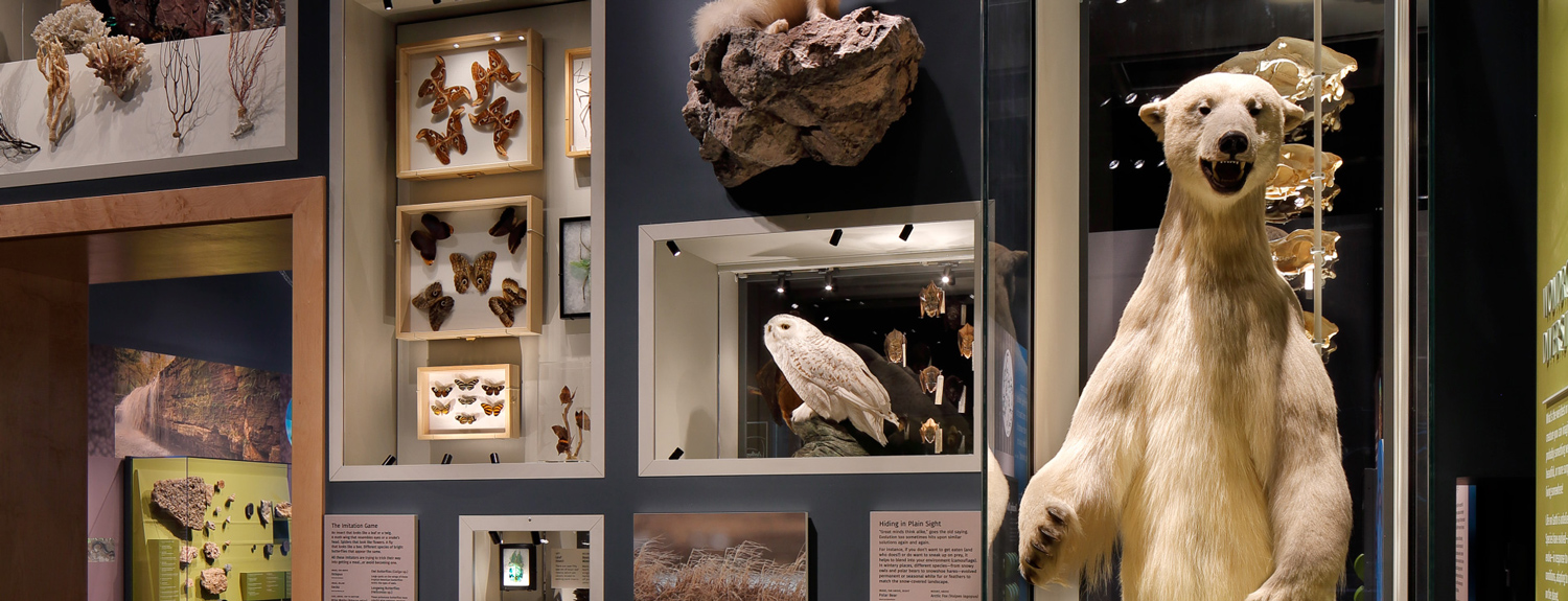 A view of the Bell Museum's diversity wall including a polar bear