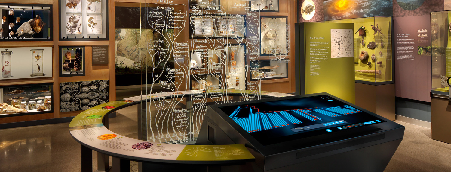 A view of the Bell Museum's diversity wall and interactive displays