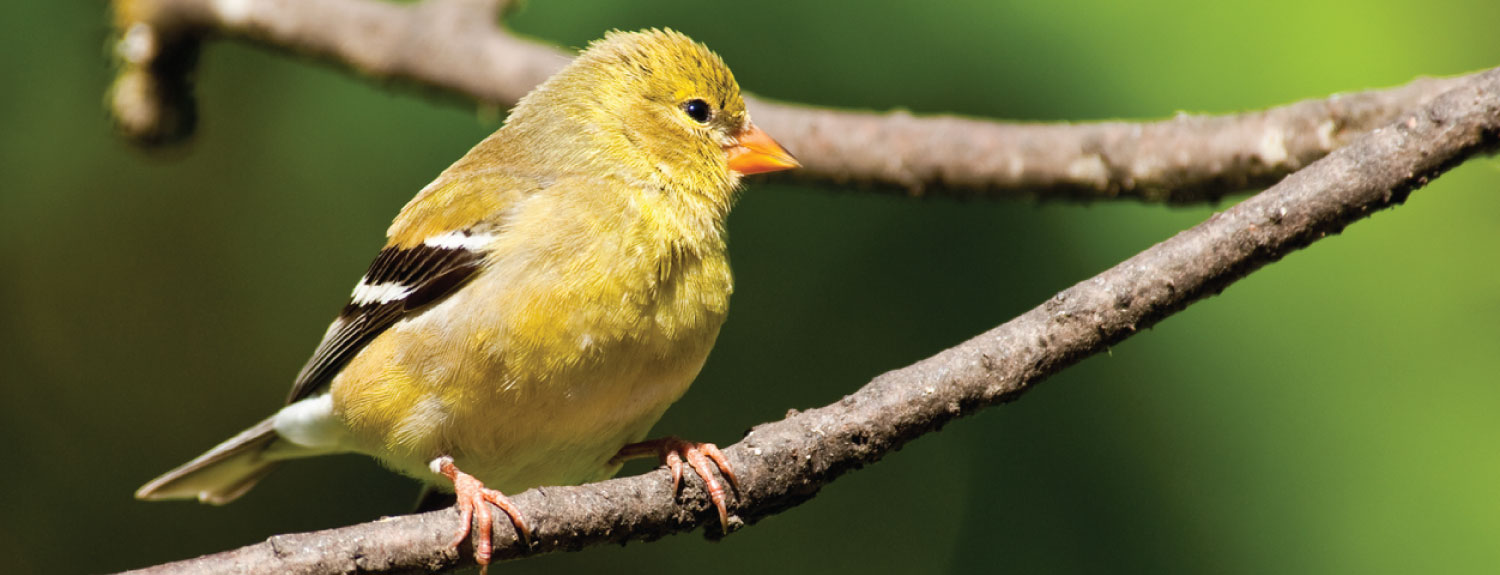 American Goldfinch perched on a branch