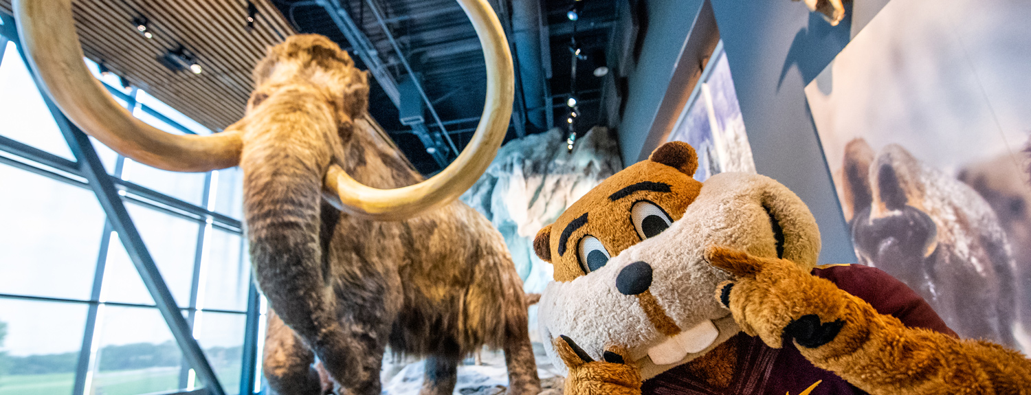 Goldy with the Bell Museum's woolly mammoth