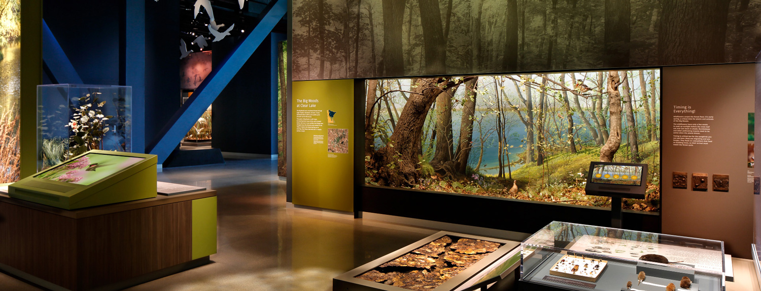 The Bell Museum's Big Woods diorama