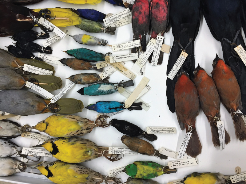 Bird specimens in the Bell Museum collection