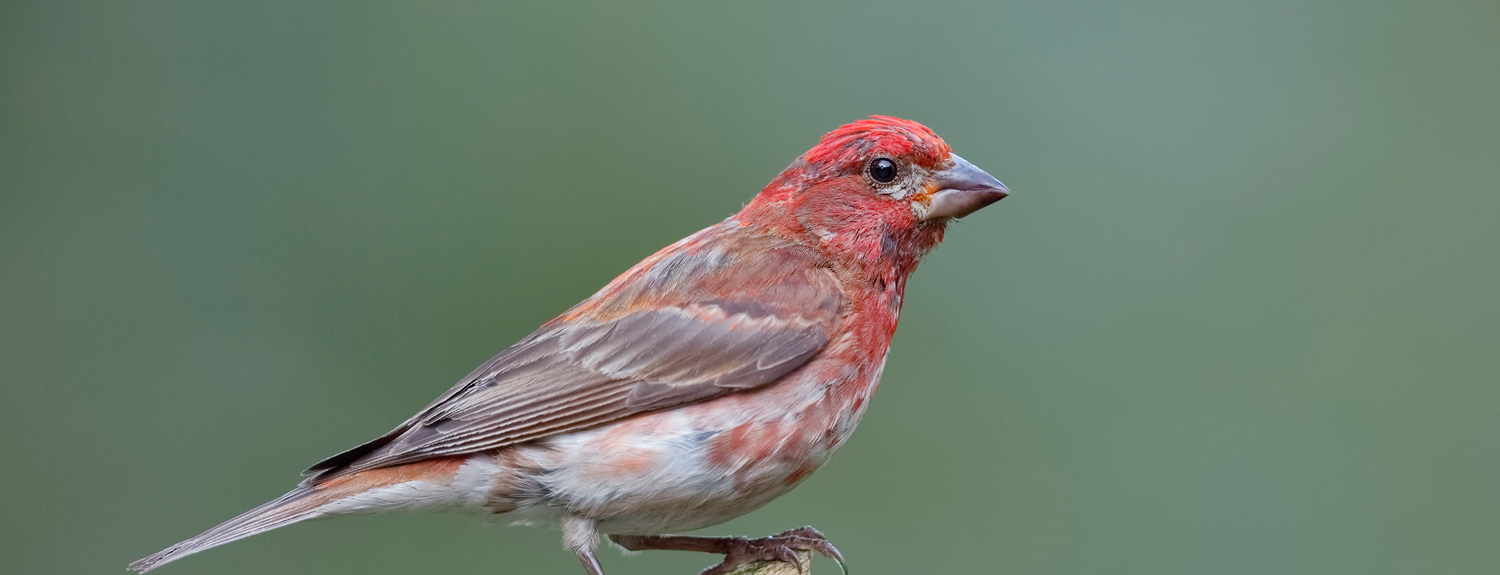 A house finch sitting on a branch
