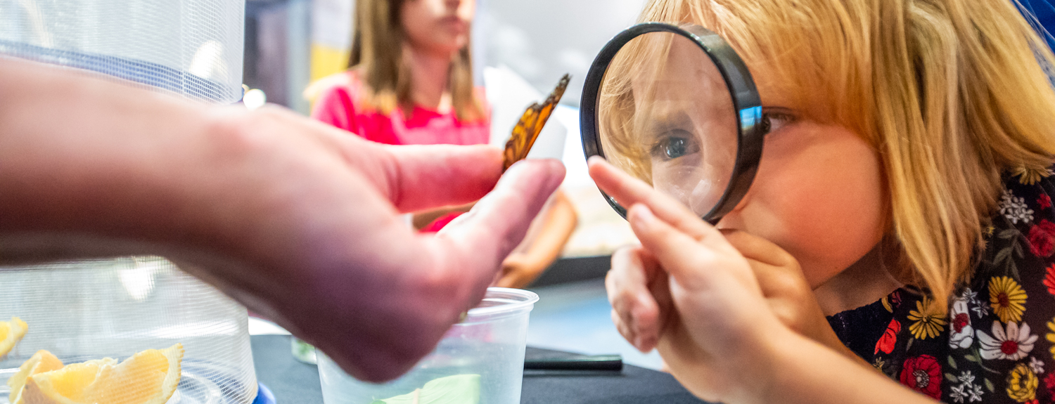 A young girl looks at a monarch butterfly though a magnifying glass