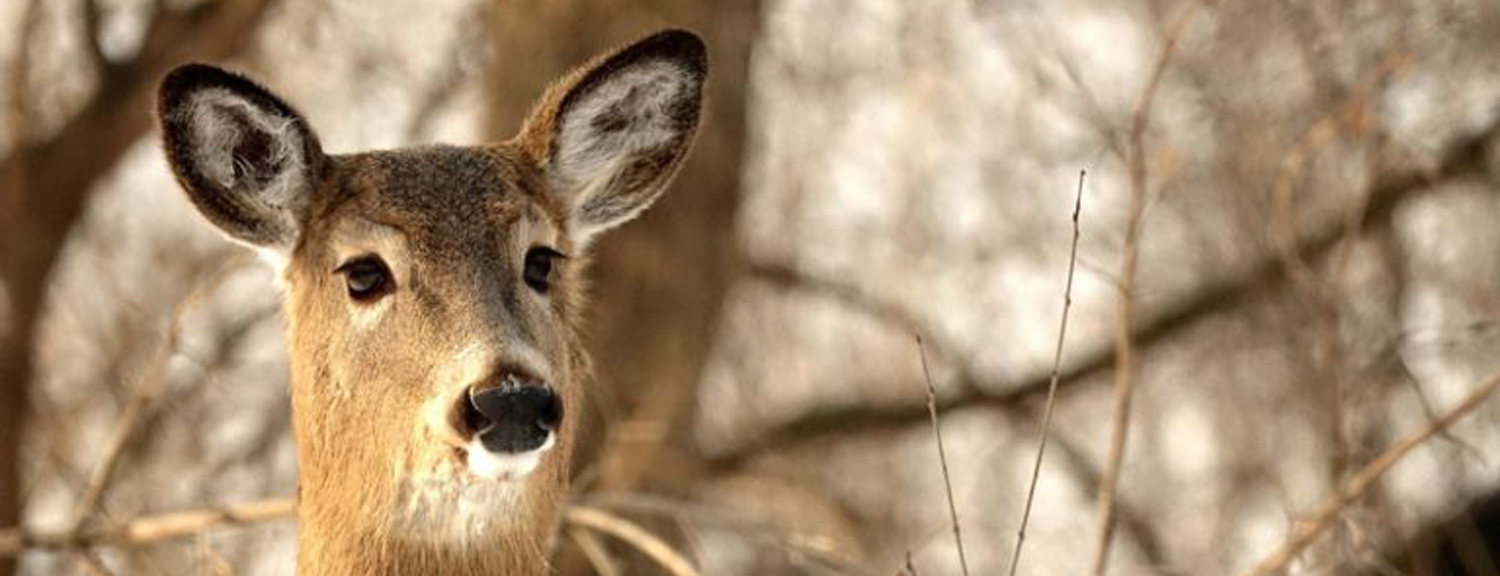 Closeup of a deer in the woods