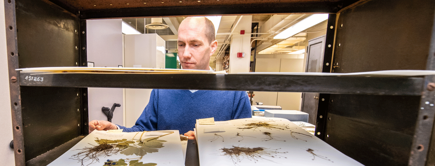 Dr. Tim Whitfeld examines specimens from the Bell Museum plant collection.