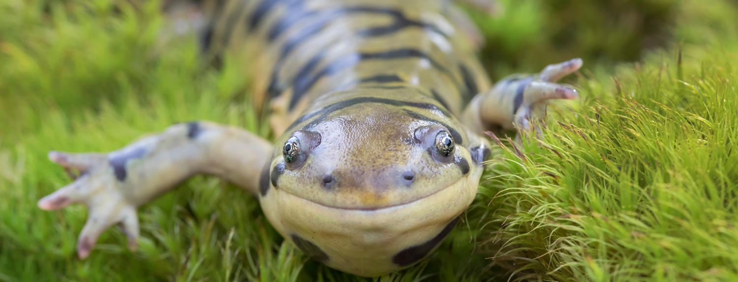 Green and black salamander, closeup