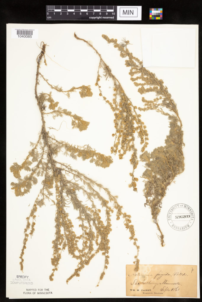 Sagewort specimen