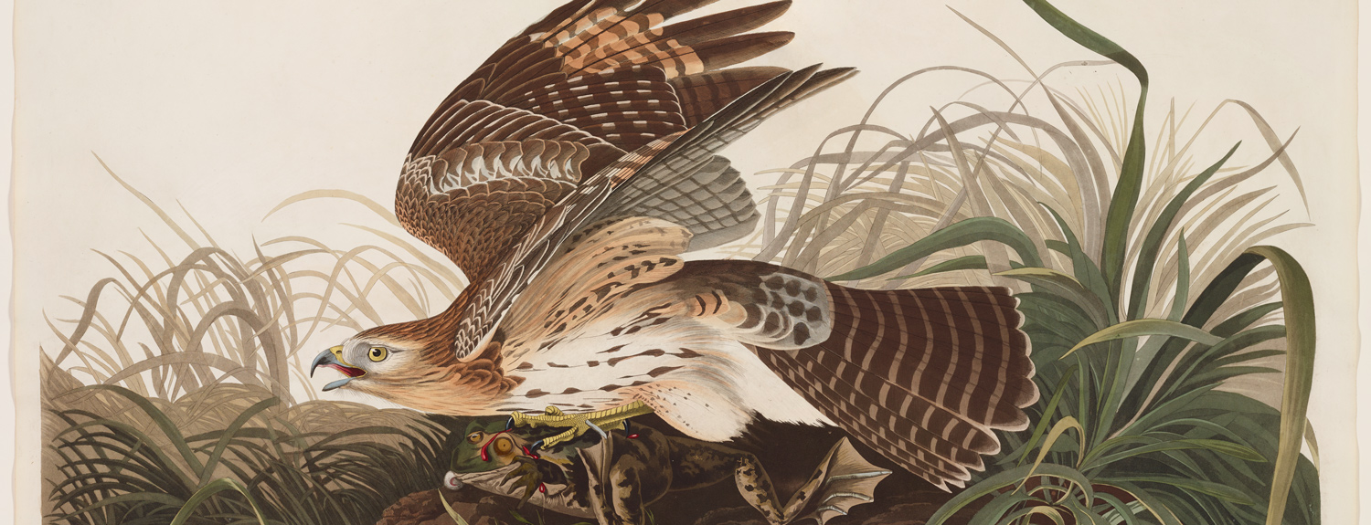 Red-Shouldered Hawk, Plate 71 Hand-colored engraving from The Birds of America, 1826-1838