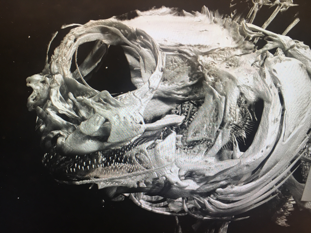 Micro-CT scan of the skull of a rippled rockskipper blenny