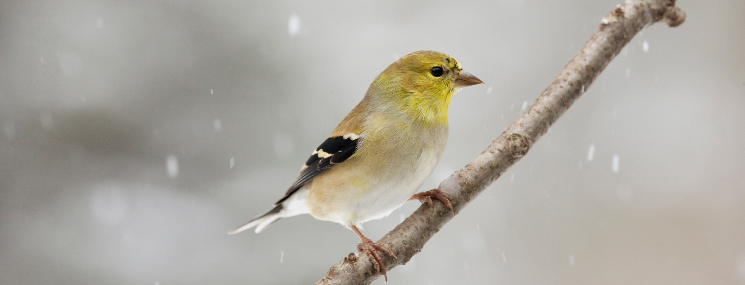 American goldfinch in winter