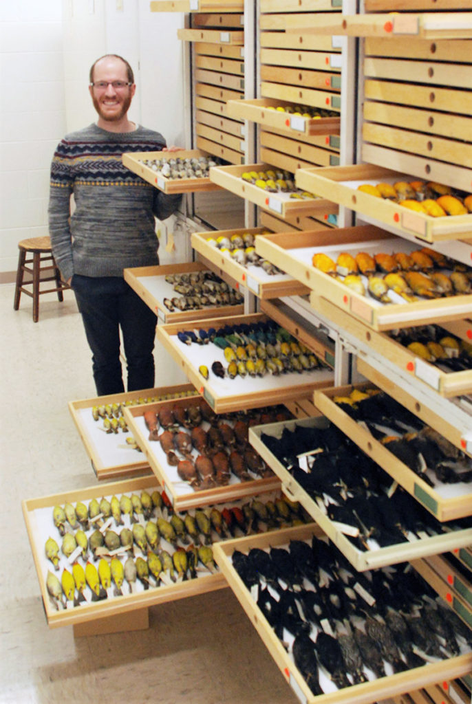 Imfeld in the Bell's ornithology collection