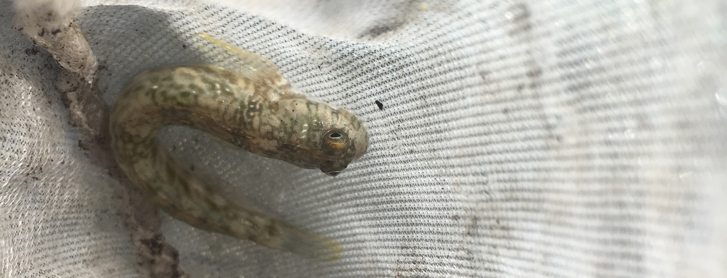 A pacific leaping blenny caught in a hand net