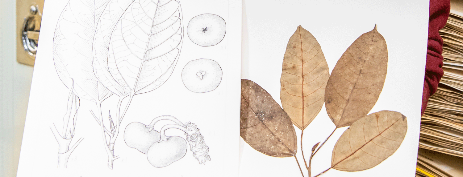 Herbarium record of Ficus umbrae