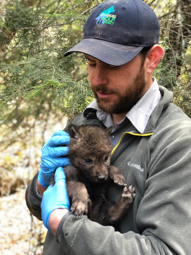 Tom Gable holds a wolf pup to weigh it and tag it before putting it back in its den.