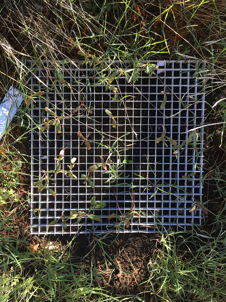 A grid with transplant seedlings