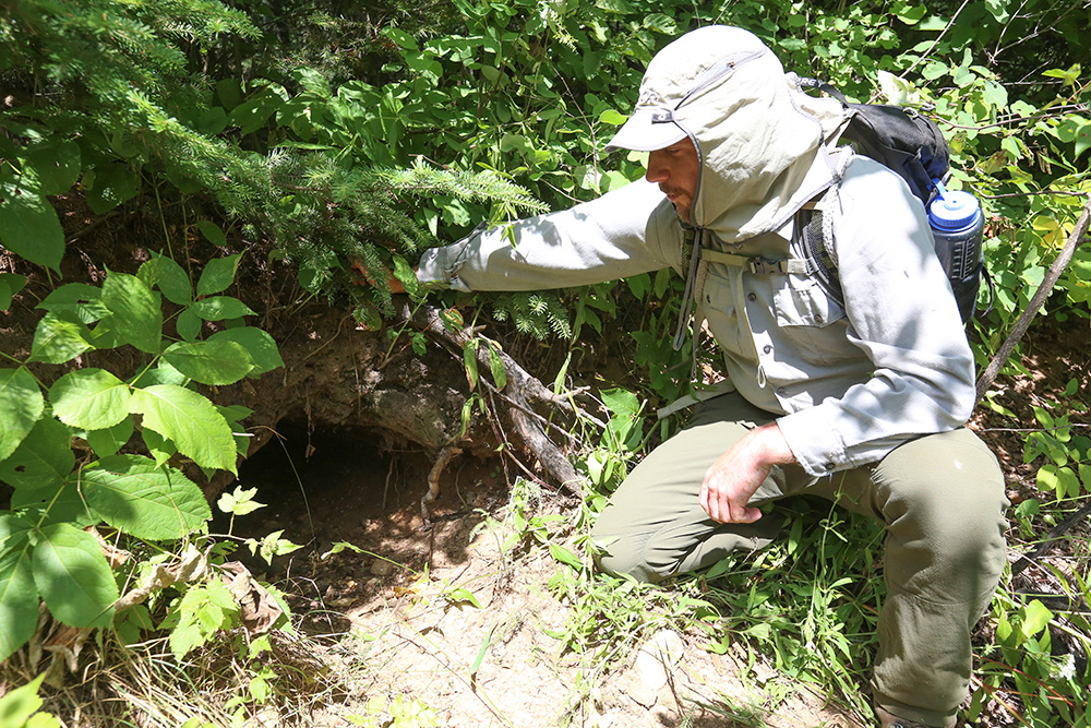 Tom Gable inspects an old wolf den (photo credit: Duluth News Tribune)