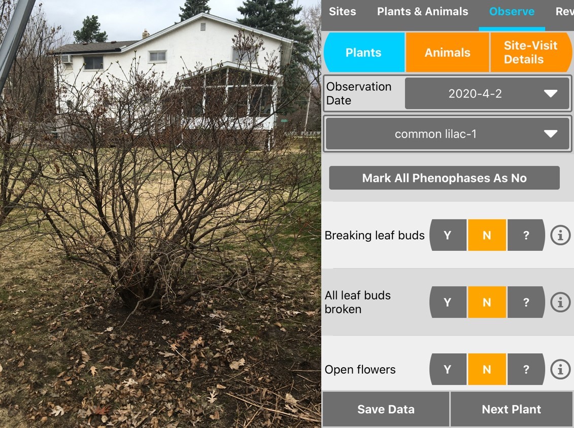 A lilac bush in early spring and a screenshot from the Nature's Notebook App.