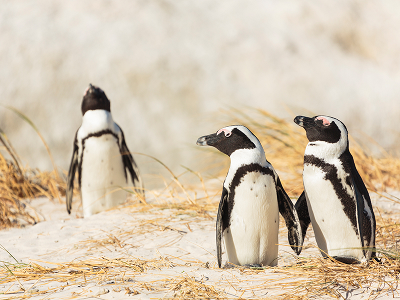 Three African penguins