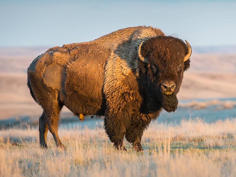 An American bison