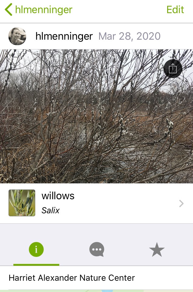 Holly uploaded a picture of willows to iNaturalist on her phone.