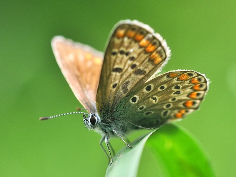 A karner blue butterfly