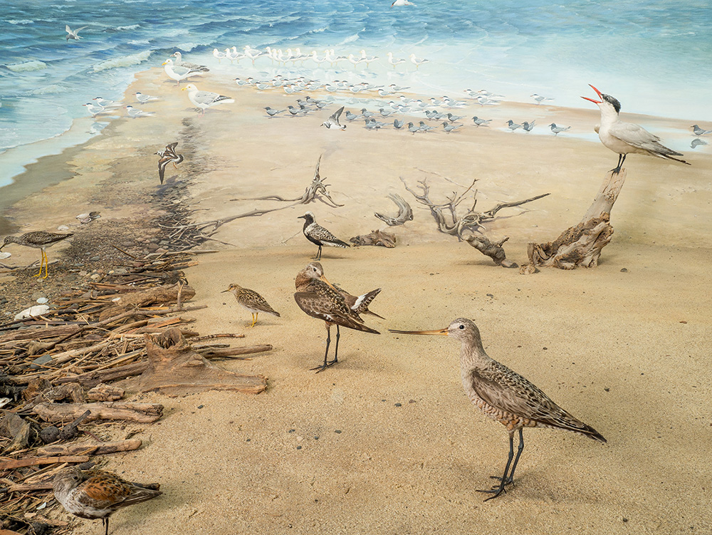Shore birds in the Lake Pepin diorama