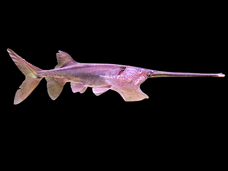 A paddlefish
