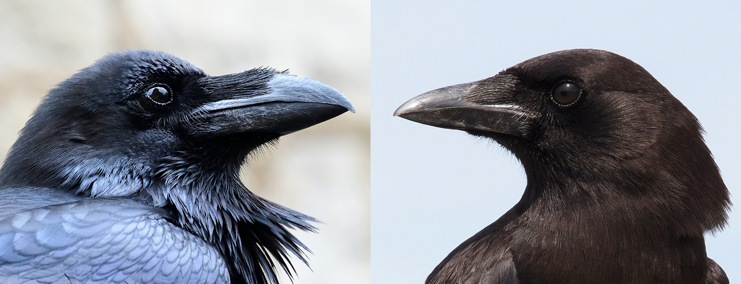Happy International Crow and Raven Appreciation Day! - Bell Museum