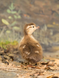 a fuzzy little wood duckling