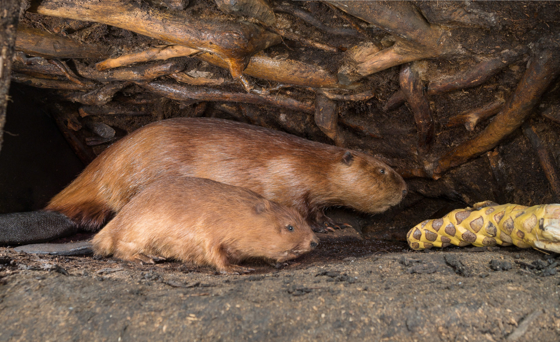 diorama beaver lodge with 2 beavers